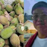 Durian Seram Resmi Masuk Pasar China dan Malaysia